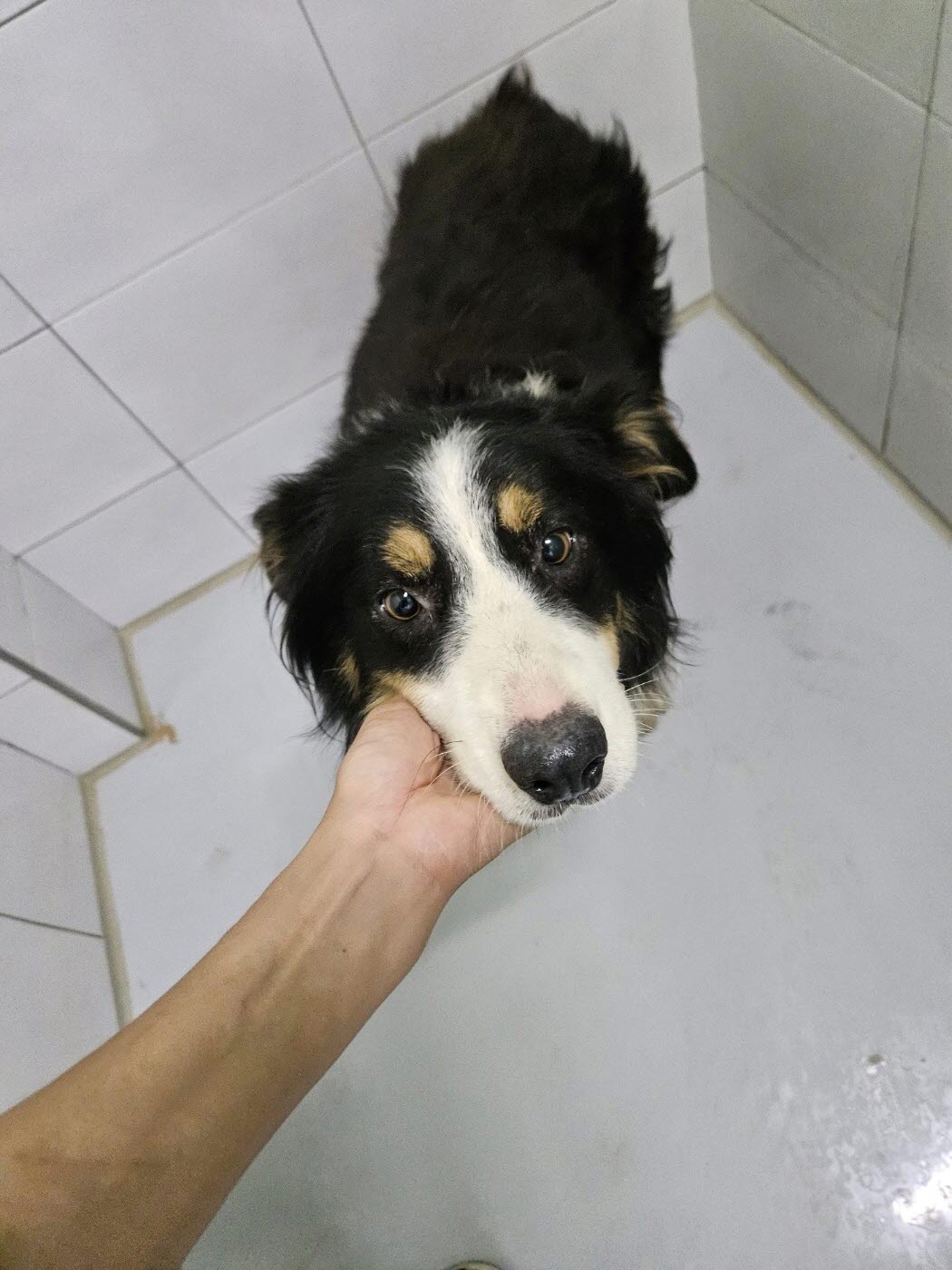 아산동물복지지원센터_444452202301579