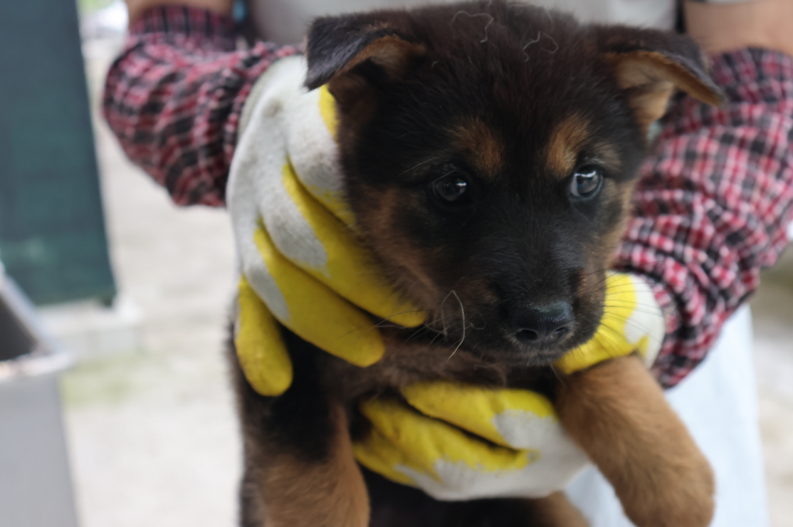 제주 동물보호센터_450650202302745