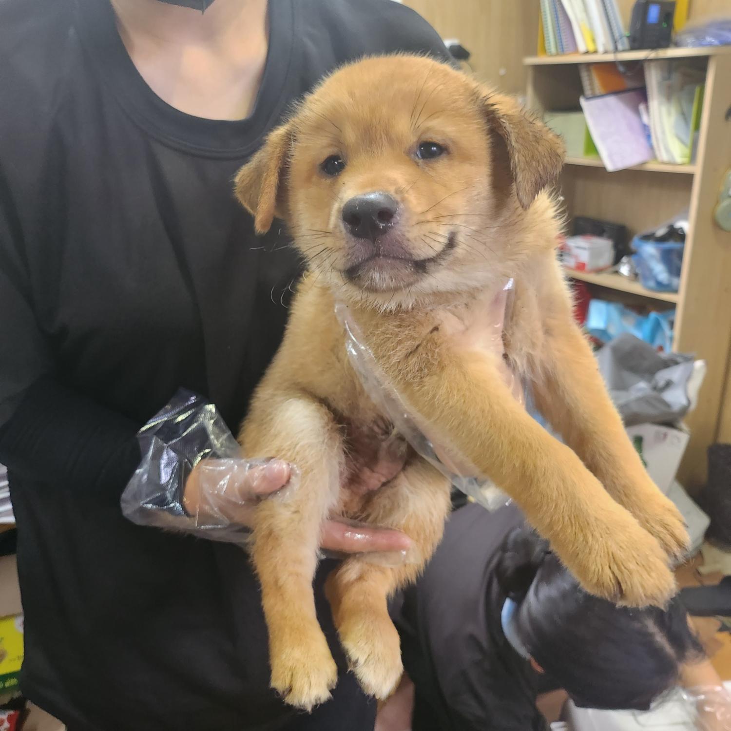 울산유기동물보호센터_431373202300876
