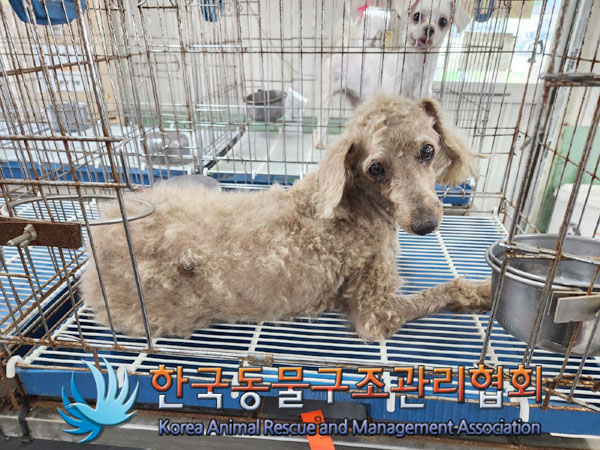 한국동물구조관리협회_441559202300831
