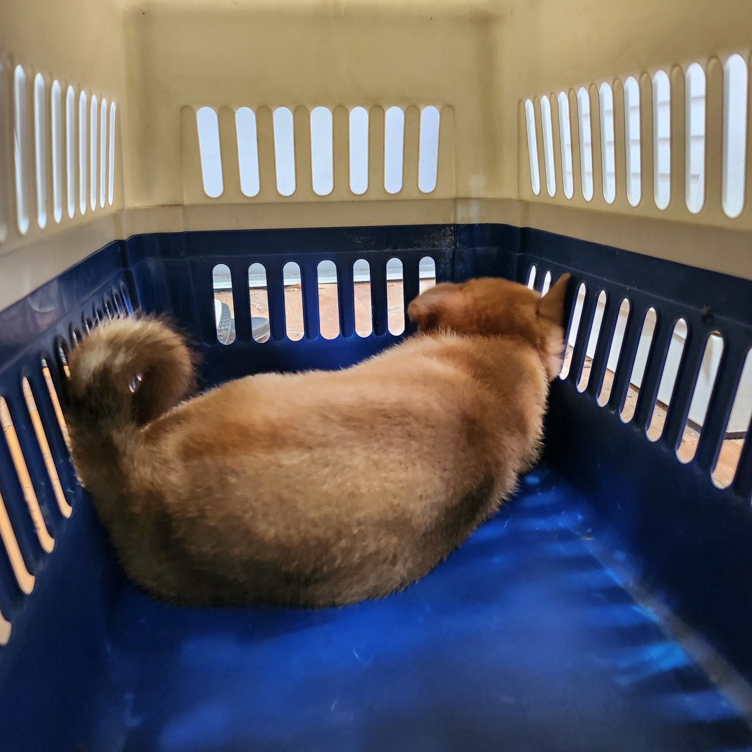 울산유기동물보호센터_431373202300877