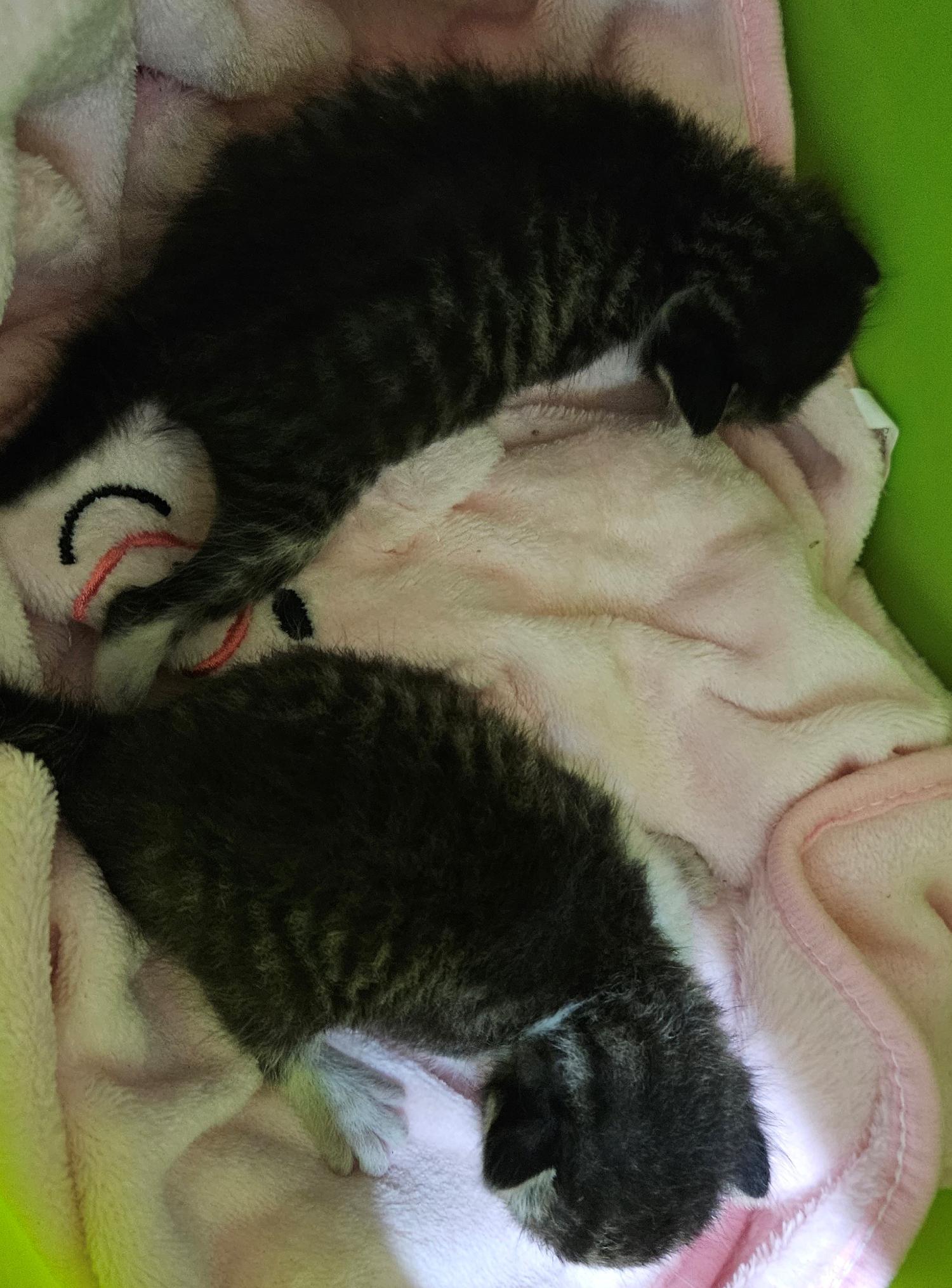 대구유기동물보호협회_427347202300713