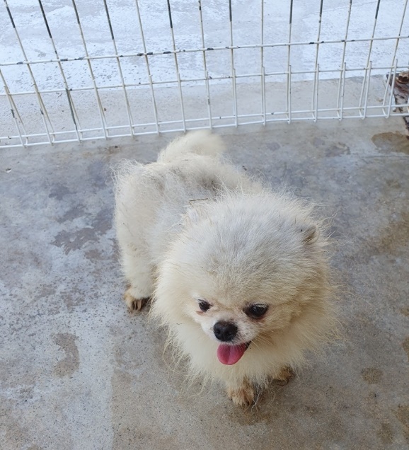 양양군유기동물보호소_442435202300114