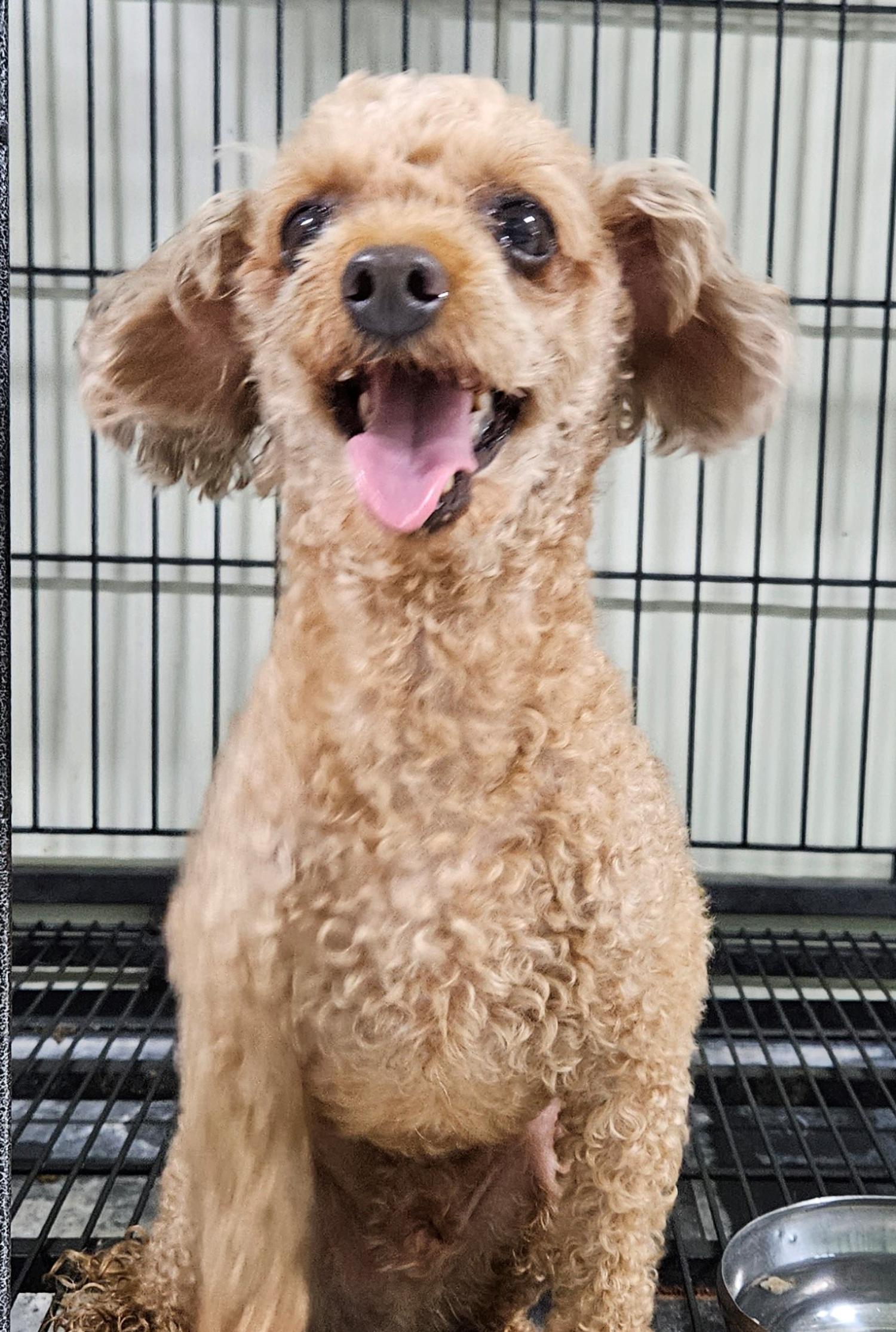 대구유기동물보호협회_427345202300582