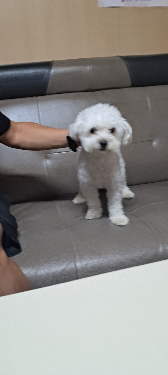 속초시유기동물보호소_442423202300310