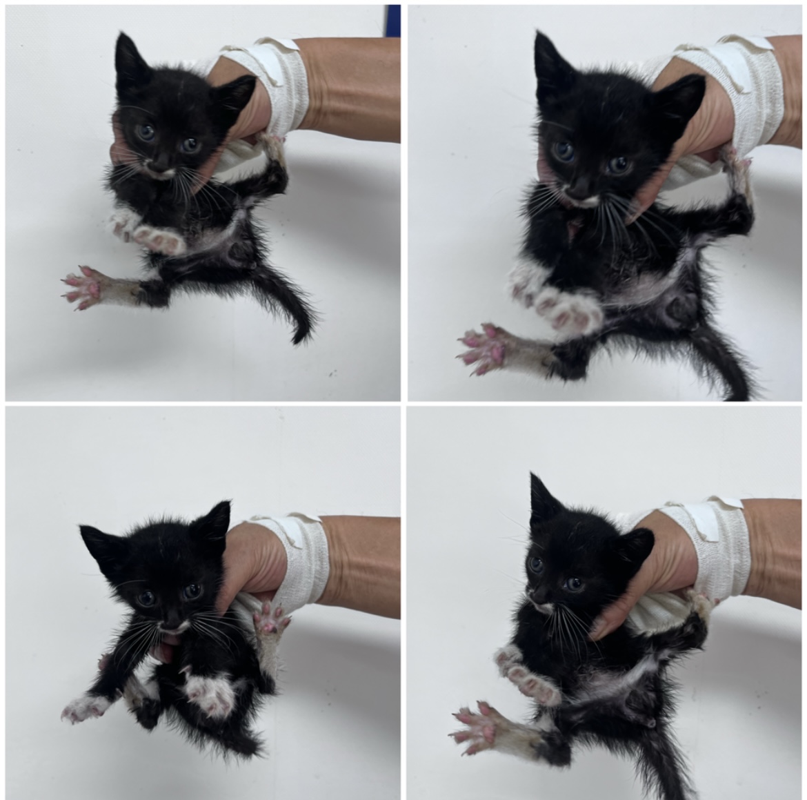 천안시유기동물보호소_444449202301764