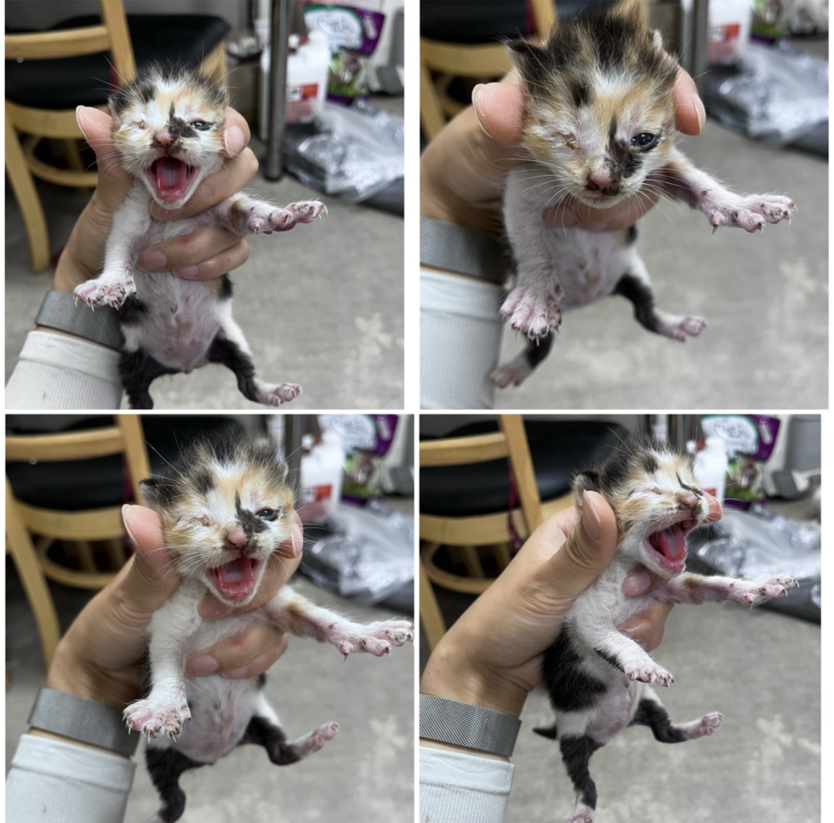천안시유기동물보호소_444449202301758