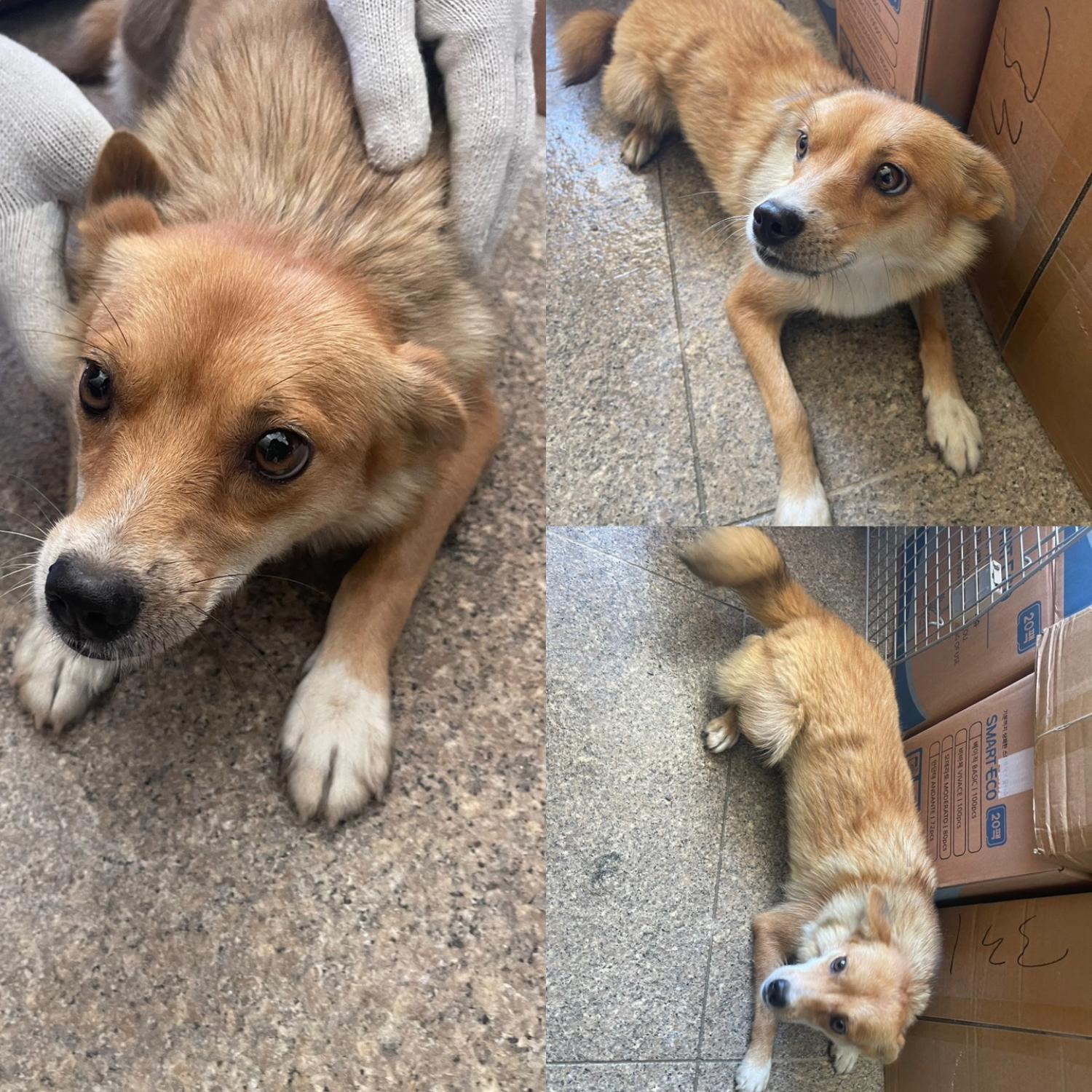 당진시동물보호소_444568202301017