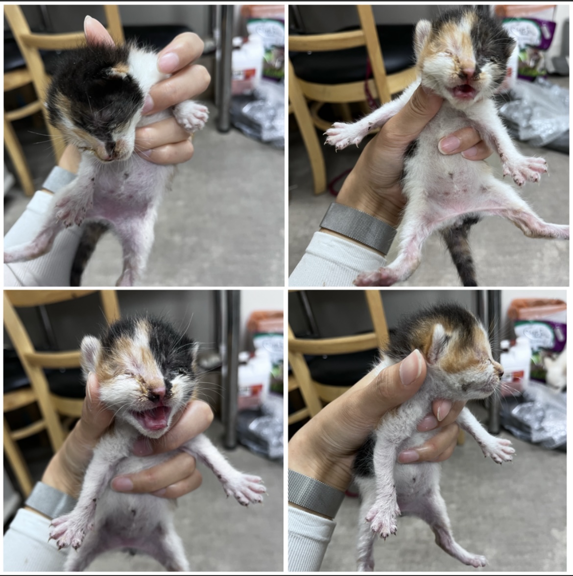 천안시유기동물보호소_444449202301757