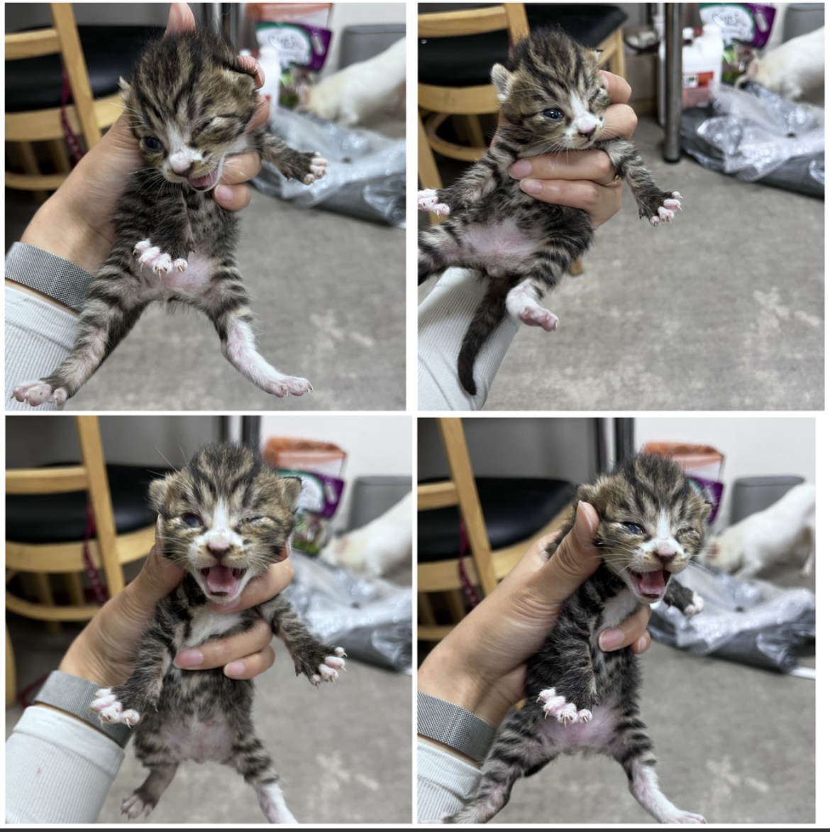 천안시유기동물보호소_444449202301755