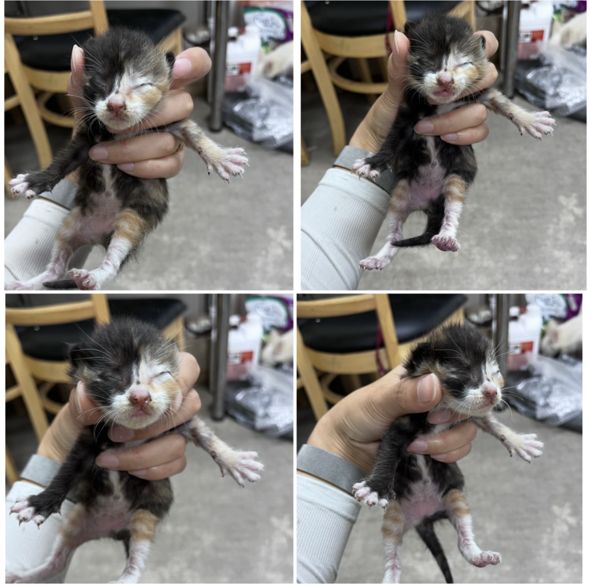천안시유기동물보호소_444449202301759