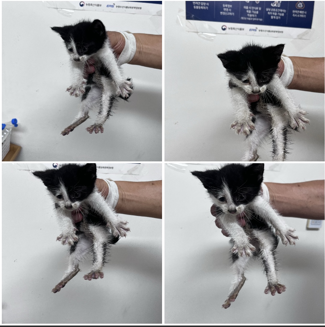 천안시유기동물보호소_444449202301762