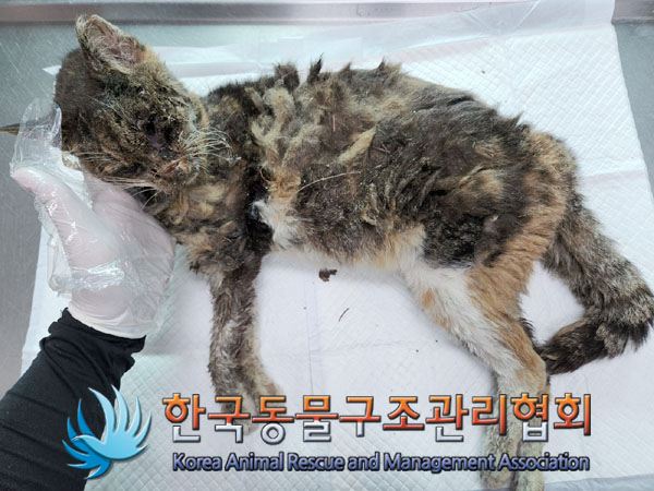 한국동물구조관리협회_411318202300322