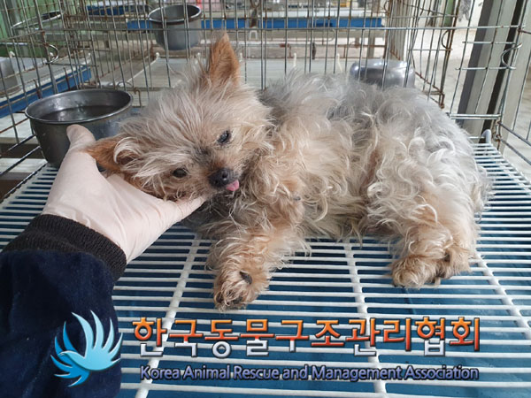 한국동물구조관리협회_411323202300750