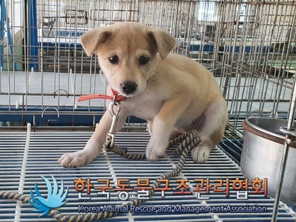 한국동물구조관리협회_411318202300323