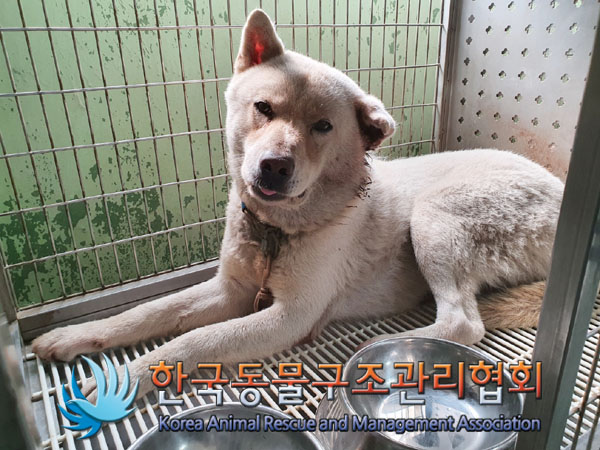 한국동물구조관리협회_441560202300966