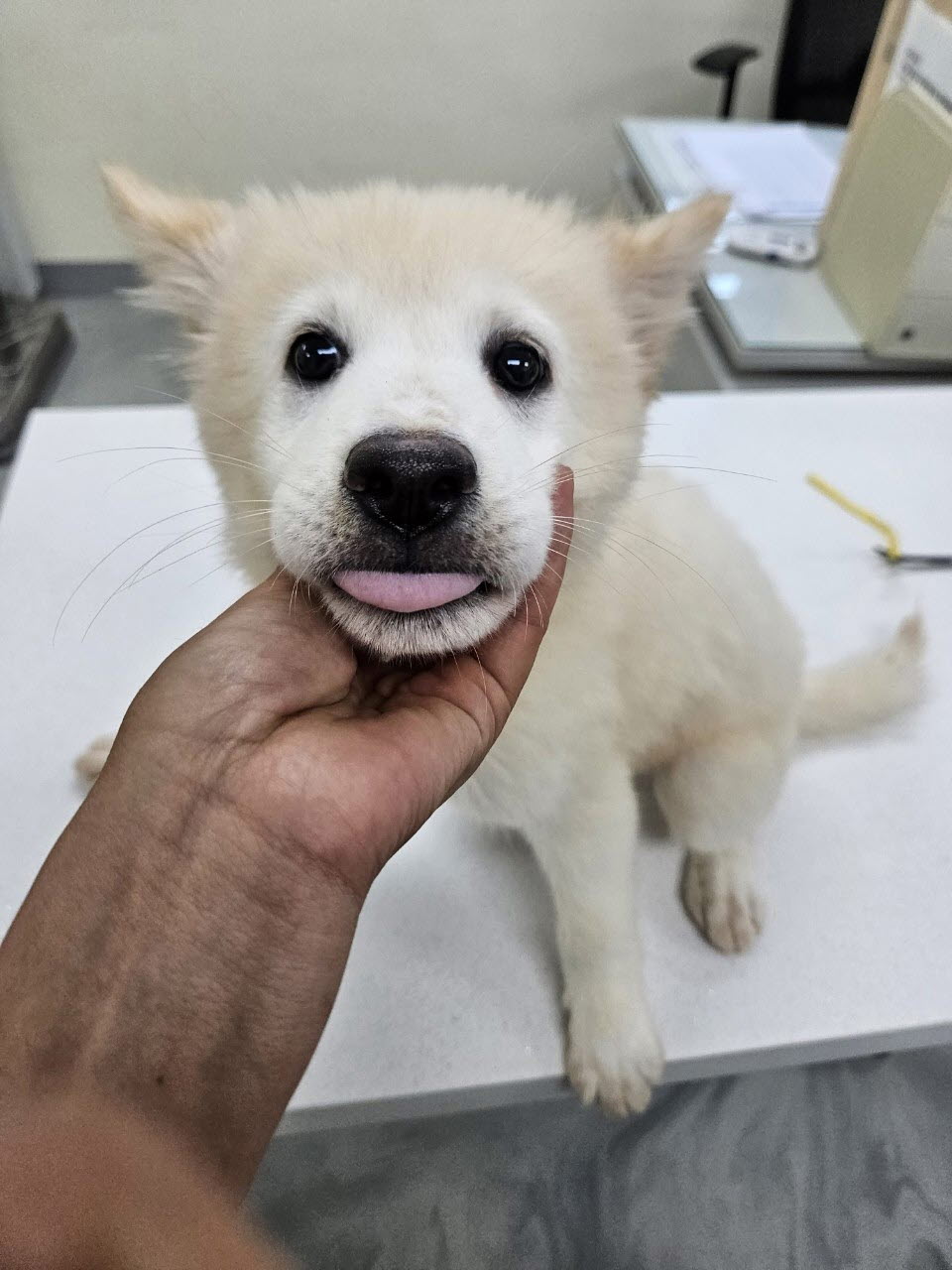 아산동물복지지원센터_444452202301479