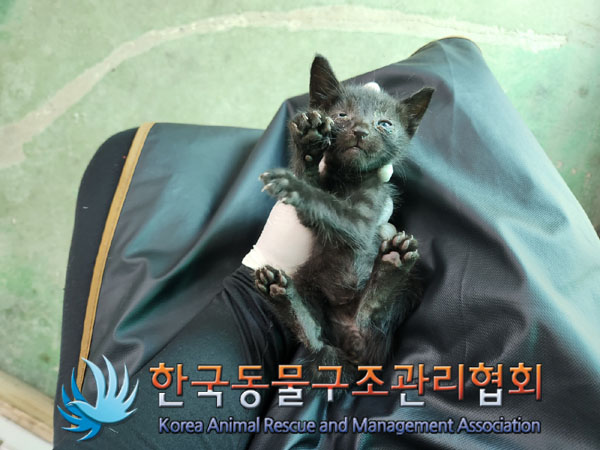 한국동물구조관리협회_411310202300352