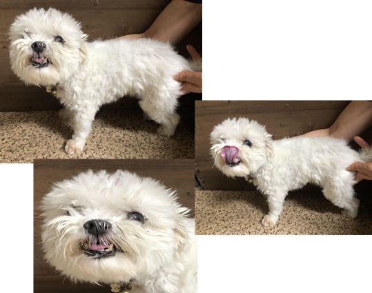 청조동물병원_426337202300409