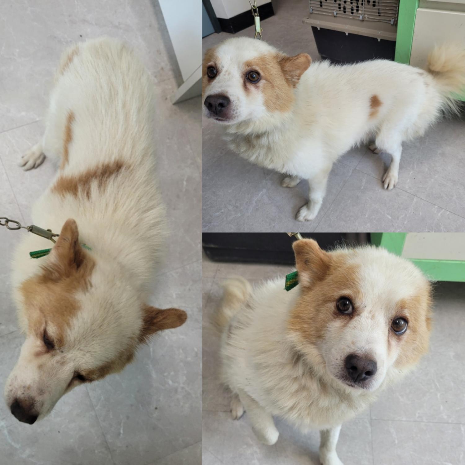 논산시 동물보호센터_444454202300658