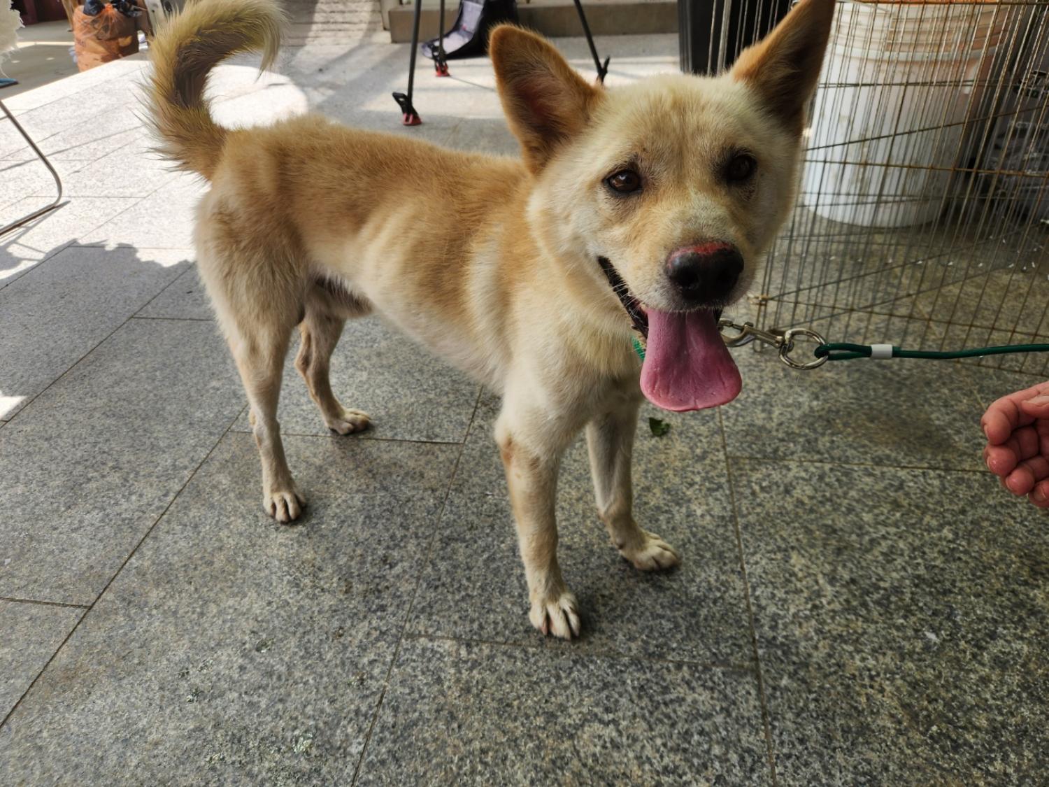 광주 동물보호소_429363202300710