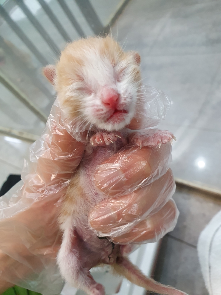 펫앤쉘터동물병원_441378202301396