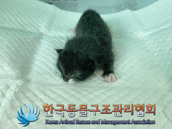 한국동물구조관리협회_411309202300313