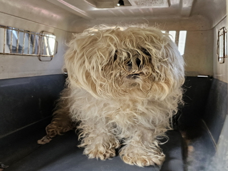 횡성유기동물보호센터_442426202300231