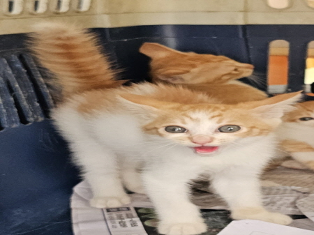 횡성유기동물보호센터_442426202300227