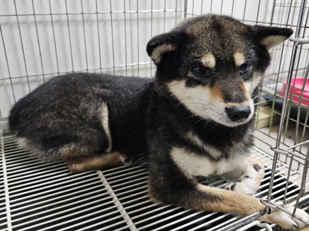 횡성유기동물보호센터_442426202300226