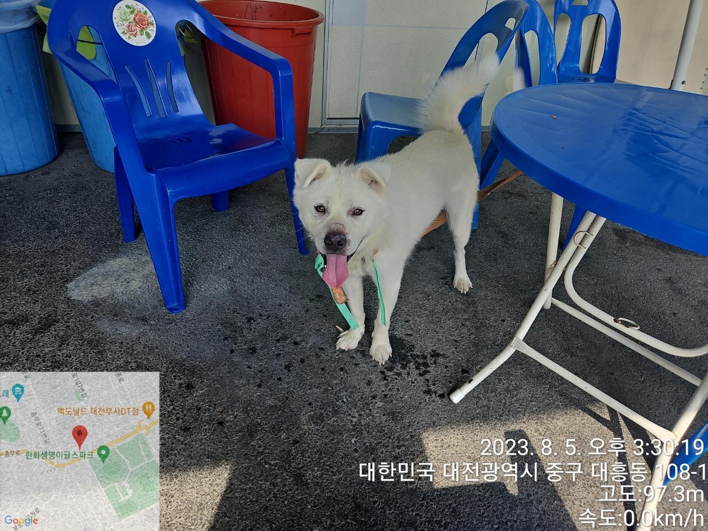대전동물보호센터_430365202300369