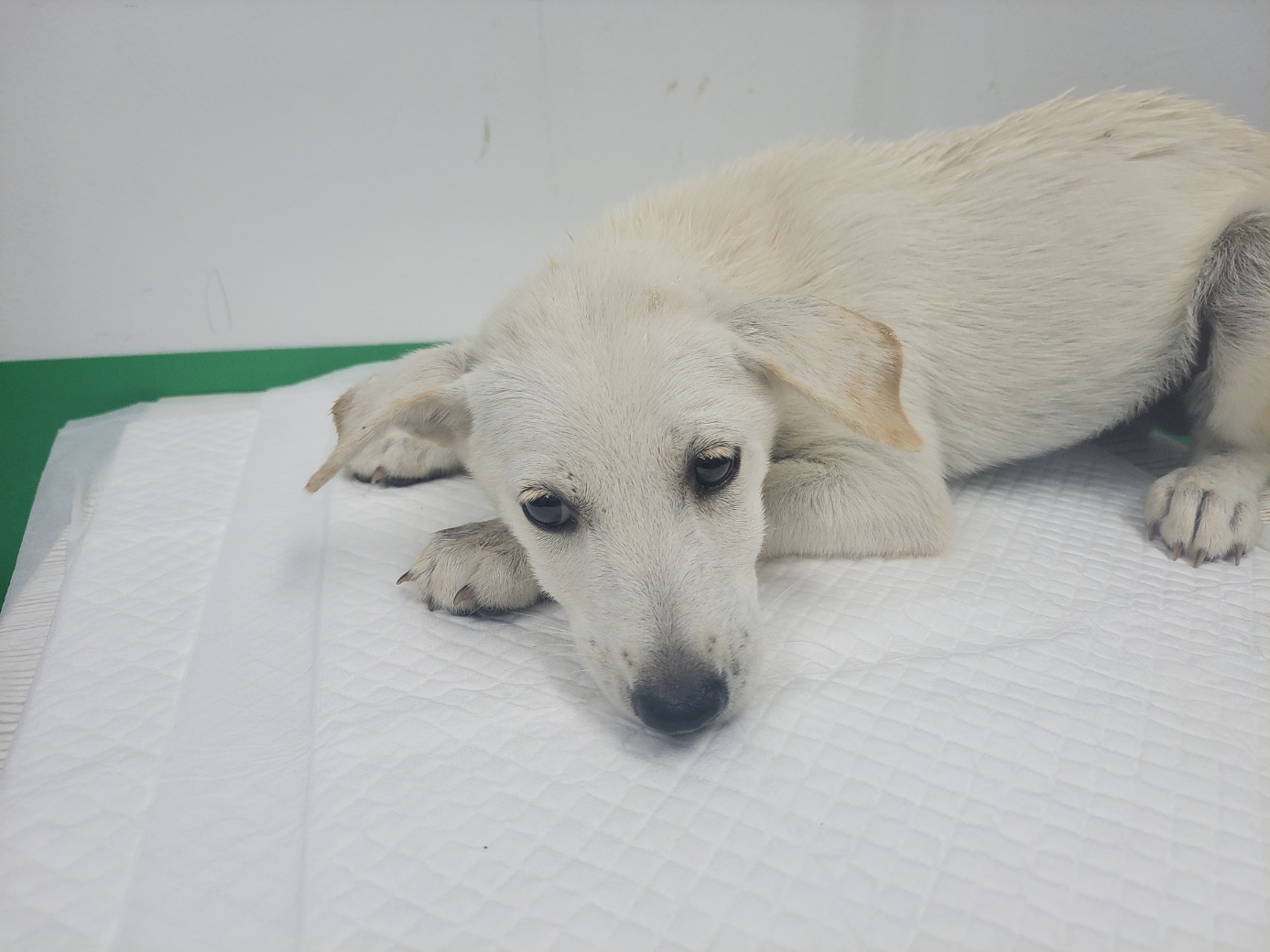 고양시동물보호센터_441394202301698