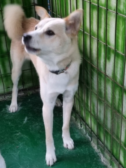 밀양시동물보호센터_448536202301687