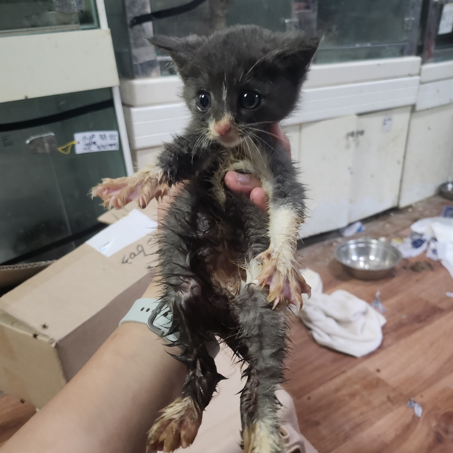 울산유기동물보호센터_431372202300404