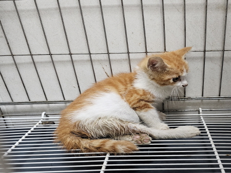 원주유기동물보호센터_442419202300469
