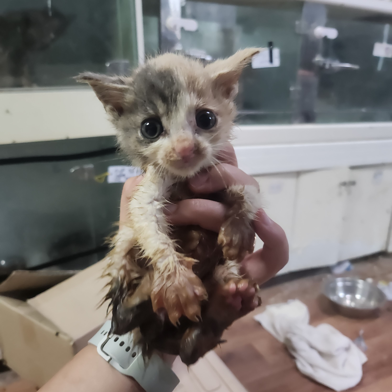 울산유기동물보호센터_431372202300405