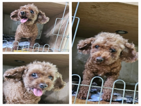 원주유기동물보호센터_442419202300475