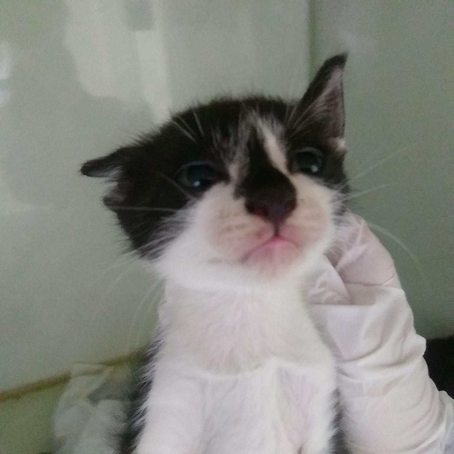 인천수의사회유기동물_428358202300190