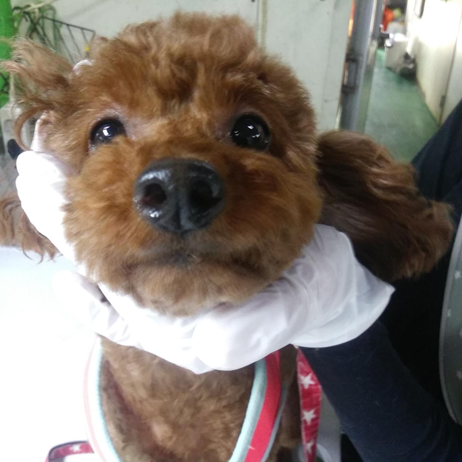 인천광역시수의사회_428351202300628