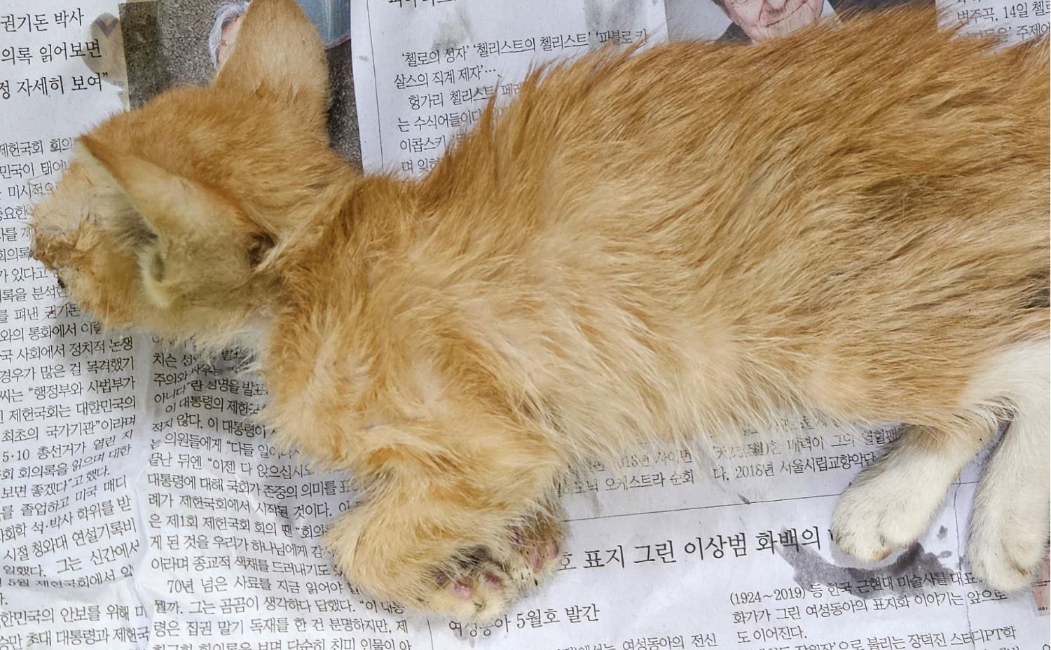 대구유기동물보호협회_427347202300718