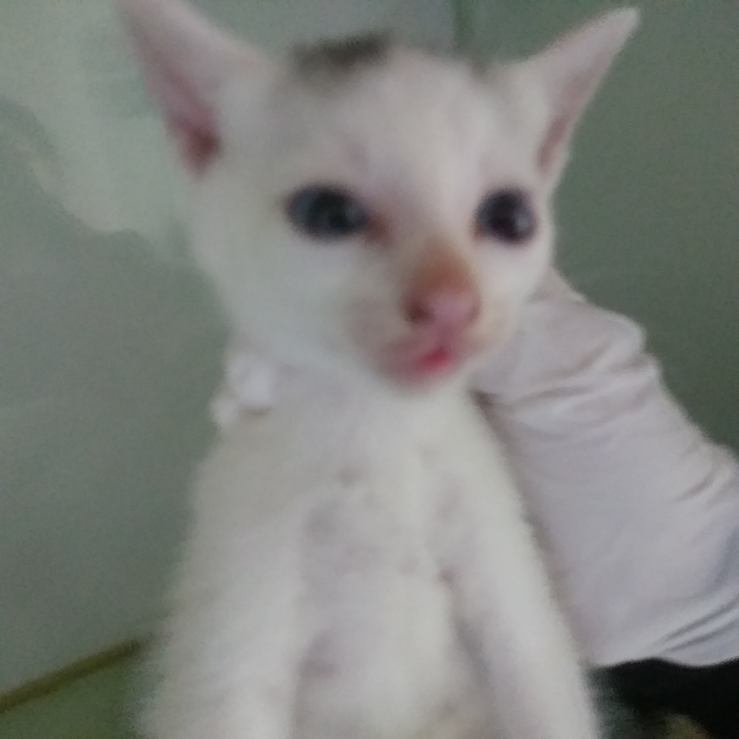 인천수의사회유기동물_428358202300189