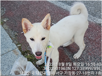 대전동물보호센터_430366202300478