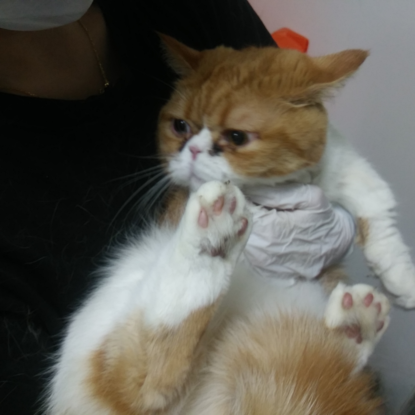 인천광역시수의사회_428353202300904