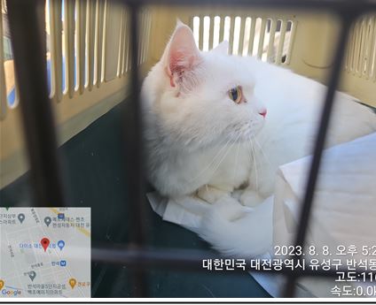 대전동물보호센터_430367202300460
