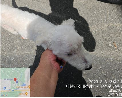 대전동물보호센터_430367202300458