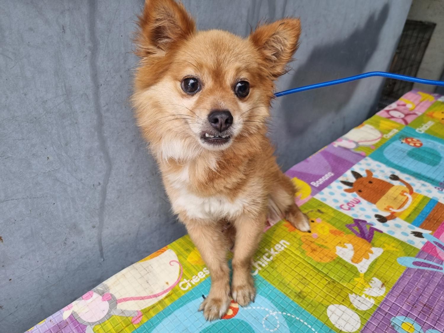 양산시 동물보호센터_448538202300463