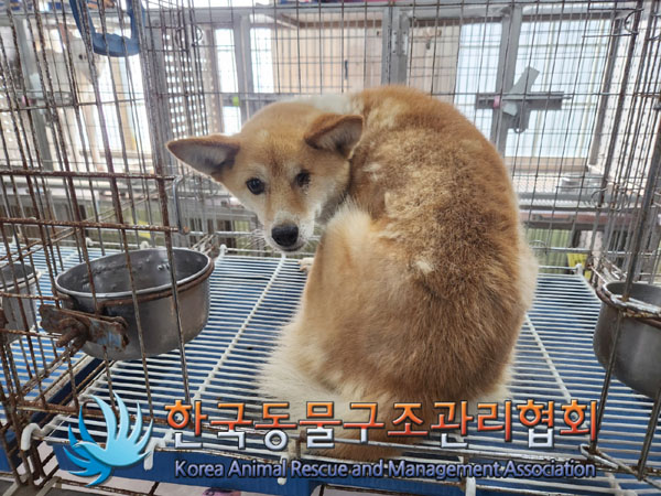 한국동물구조관리협회_441560202300968