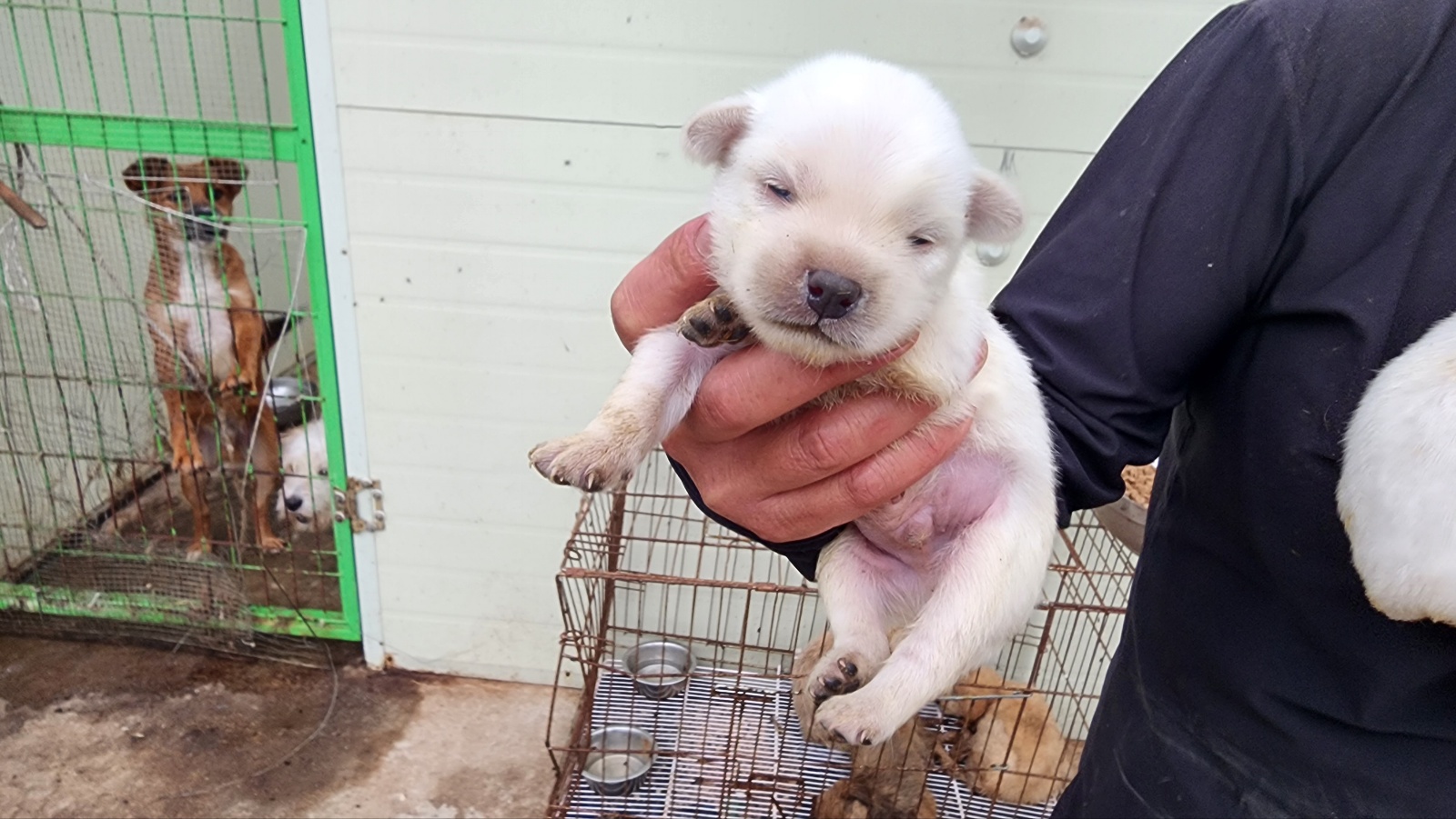 유기견임시보호소_442434202300390