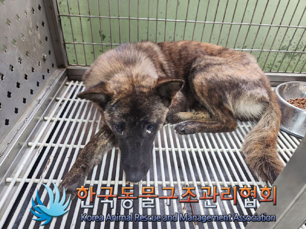 한국동물구조관리협회_441406202301143