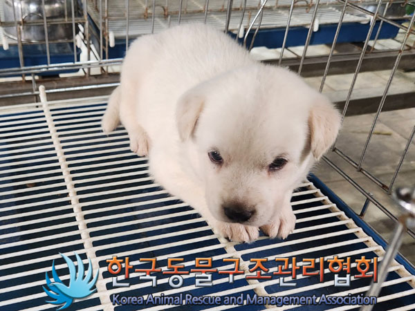 한국동물구조관리협회_441382202300526